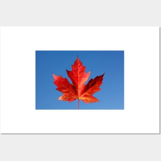 Red maple leaf and blue sky, Germany Posters and Art